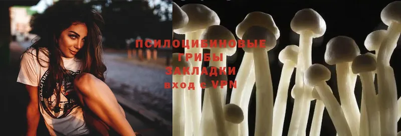 купить  цена  Горнозаводск  Псилоцибиновые грибы Psilocybine cubensis 